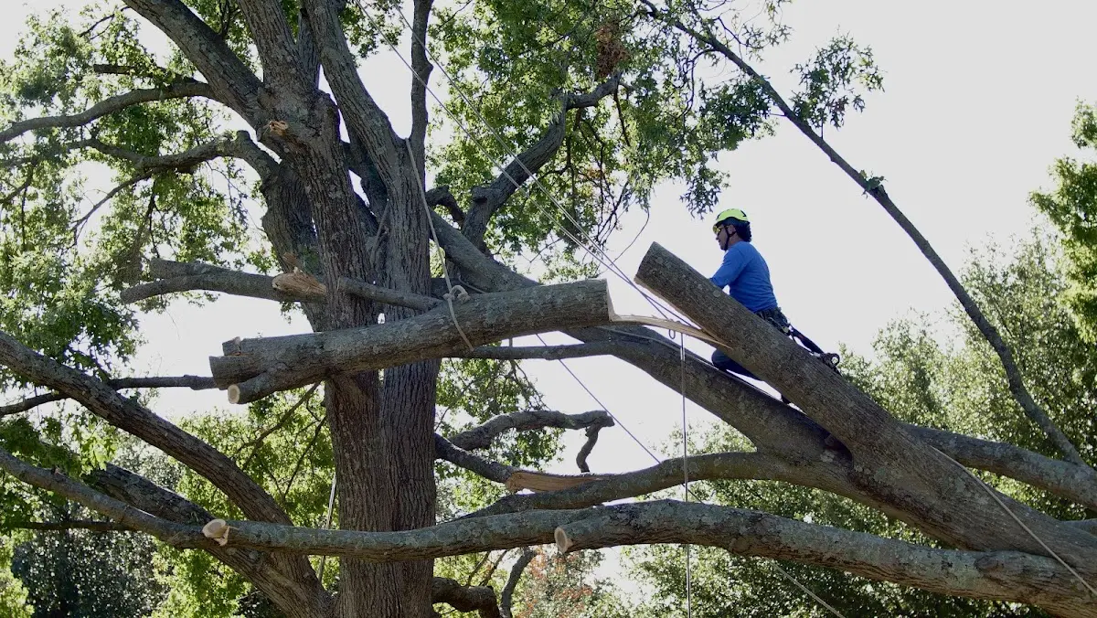 Professional Hazardous Tree Removal performed by certified arborists in Larslan