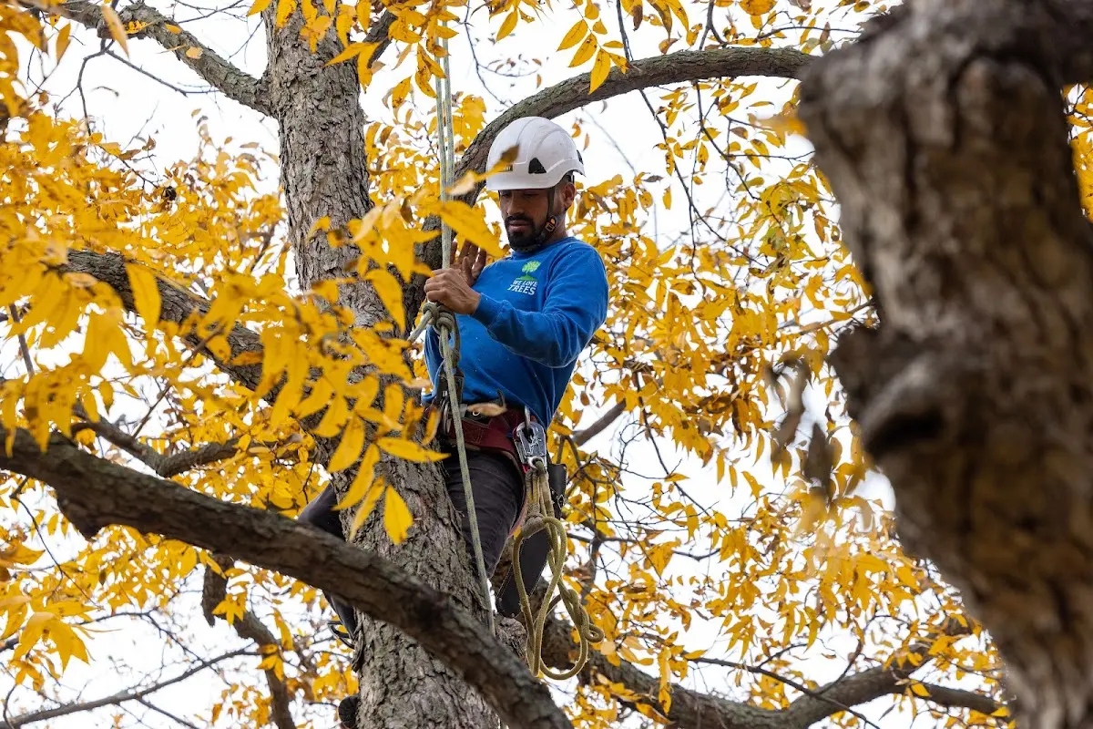 Skilled Tree Planing crew working in Larslan